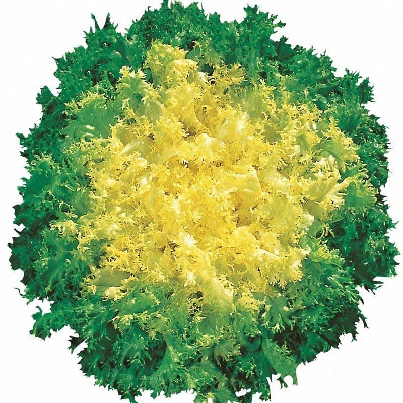 Frisée fine